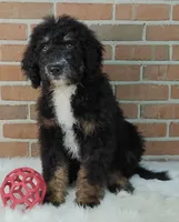 Asher, a male Bernedoodle for sale in Lewisburg, PA – Photo 9 of 10