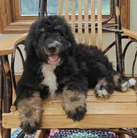 Asher, a male Bernedoodle for sale in Lewisburg, PA – Photo 7 of 10
