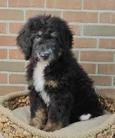 Asher, a male Bernedoodle for sale in Lewisburg, PA – Photo 6 of 10