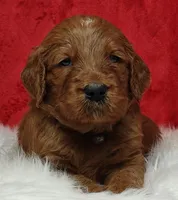 Scout, a male Goldendoodle for sale in Lewisburg, PA – Photo 8 of 9