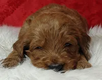 Scout, a male Goldendoodle for sale in Lewisburg, PA – Photo 9 of 9