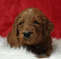 Scout, a male Goldendoodle for sale in Lewisburg, PA – Photo 7 of 9