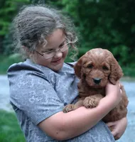 Scout, a male Goldendoodle for sale in Lewisburg, PA – Photo 2 of 9