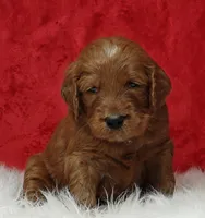 Scout, a male Goldendoodle for sale in Lewisburg, PA – Photo 6 of 9