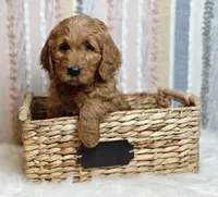 Scout, a male Goldendoodle for sale in Lewisburg, PA – Photo 1 of 9