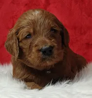 Scout, a male Goldendoodle for sale in Lewisburg, PA – Photo 5 of 9