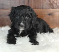 Jetty , a male Bernedoodle for sale in Lewisburg, PA – Photo 3 of 4