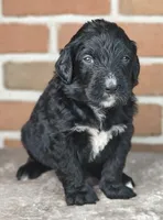 Jetty , a male Bernedoodle for sale in Lewisburg, PA – Photo 3 of 8