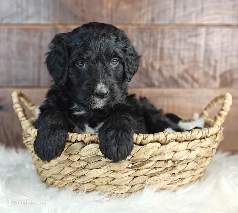 Jetty  – Bernedoodle puppy for sale in Lewisburg, PA