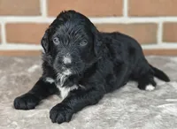 Jetty , a male Bernedoodle for sale in Lewisburg, PA – Photo 4 of 8