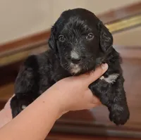 Jetty , a male Bernedoodle for sale in Lewisburg, PA – Photo 7 of 8