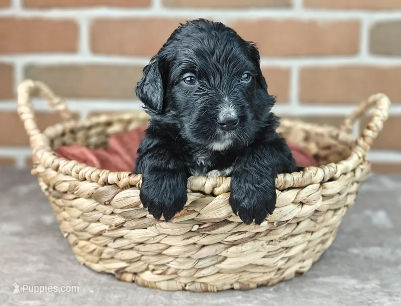 Jetty  – Bernedoodle puppy for sale in Lewisburg, PA