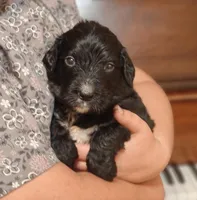 Jetty , a male Bernedoodle for sale in Lewisburg, PA – Photo 5 of 8