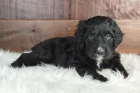 Jetty , a male Bernedoodle for sale in Lewisburg, PA – Photo 4 of 4