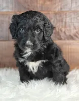 Jetty , a male Bernedoodle for sale in Lewisburg, PA – Photo 2 of 4