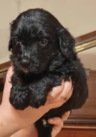 Jetty , a male Bernedoodle for sale in Lewisburg, PA – Photo 2 of 8