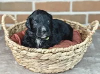 Jetty , a male Bernedoodle for sale in Lewisburg, PA – Photo 6 of 8