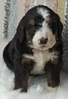 Bear, a male Bernedoodle for sale in Lewisburg, PA – Photo 7 of 10