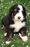 Bear, a male Bernedoodle for sale in Lewisburg, PA – Photo 5 of 10