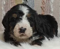 Bear, a male Bernedoodle for sale in Lewisburg, PA – Photo 8 of 10