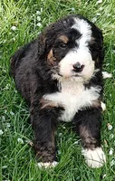 Bear, a male Bernedoodle for sale in Lewisburg, PA – Photo 3 of 10