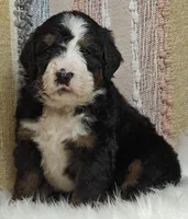 Bear, a male Bernedoodle for sale in Lewisburg, PA – Photo 2 of 10