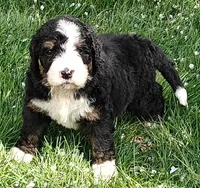 Bear, a male Bernedoodle for sale in Lewisburg, PA – Photo 10 of 10