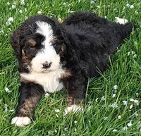 Bear, a male Bernedoodle for sale in Lewisburg, PA – Photo 9 of 10