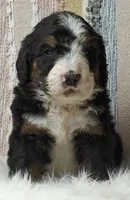 Bear, a male Bernedoodle for sale in Lewisburg, PA – Photo 6 of 10