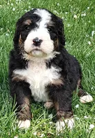 Bear, a male Bernedoodle for sale in Lewisburg, PA – Photo 1 of 10