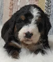 Bear, a male Bernedoodle for sale in Lewisburg, PA – Photo 4 of 10