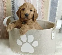 Meadow, a female Goldendoodle for sale in Lewisburg, PA – Photo 4 of 6