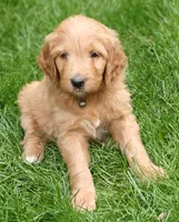 Meadow, a female Goldendoodle for sale in Lewisburg, PA – Photo 3 of 6