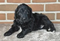 Bear, a male Bernedoodle for sale in Lewisburg, PA – Photo 4 of 6