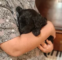 Bear, a male Bernedoodle for sale in Lewisburg, PA – Photo 5 of 6