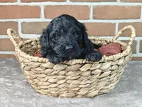 Bear, a male Bernedoodle for sale in Lewisburg, PA – Photo 1 of 6