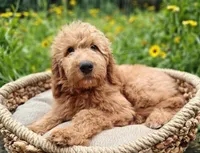 Rusty, a male Goldendoodle for sale in Lewisburg, PA – Photo 4 of 10