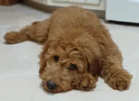 Rusty, a male Goldendoodle for sale in Lewisburg, PA – Photo 3 of 10