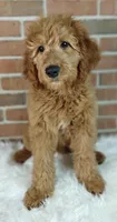 Rusty, a male Goldendoodle for sale in Lewisburg, PA – Photo 5 of 10