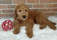 Rusty, a male Goldendoodle for sale in Lewisburg, PA – Photo 2 of 10