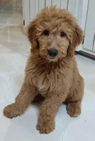 Rusty, a male Goldendoodle for sale in Lewisburg, PA – Photo 10 of 10