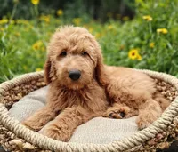 Rusty, a male Goldendoodle for sale in Lewisburg, PA – Photo 8 of 10