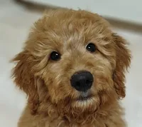 Rusty, a male Goldendoodle for sale in Lewisburg, PA – Photo 1 of 10