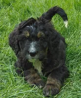 Aurora, a female Bernedoodle for sale in Lewisburg, PA – Photo 4 of 8