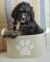 Aurora, a female Bernedoodle for sale in Lewisburg, PA – Photo 6 of 8
