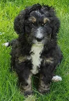 Aurora, a female Bernedoodle for sale in Lewisburg, PA – Photo 7 of 8
