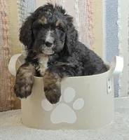 Aurora, a female Bernedoodle for sale in Lewisburg, PA – Photo 1 of 8