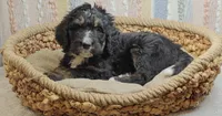 Aurora, a female Bernedoodle for sale in Lewisburg, PA – Photo 8 of 8