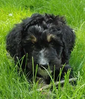 Aurora, a female Bernedoodle for sale in Lewisburg, PA – Photo 2 of 8