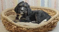 Aurora, a female Bernedoodle for sale in Lewisburg, PA – Photo 5 of 8